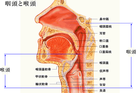 喉の病気について